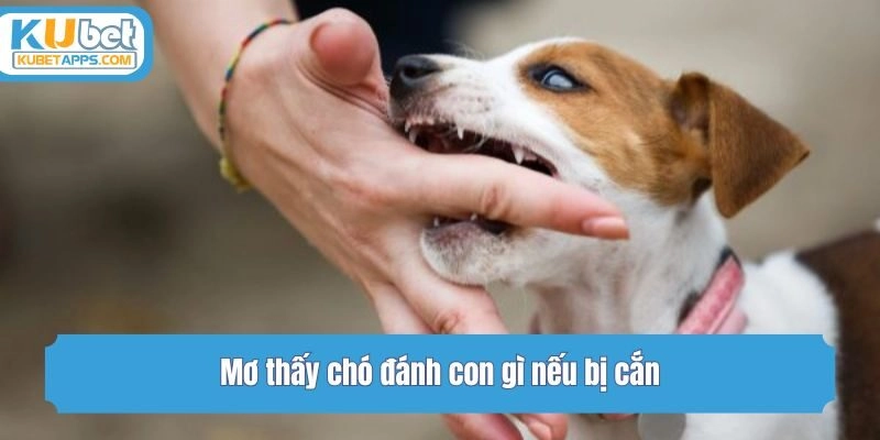 Mơ thấy chó đánh con gì nếu bị cắn